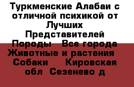 Туркменские Алабаи с отличной психикой от Лучших Представителей Породы - Все города Животные и растения » Собаки   . Кировская обл.,Сезенево д.